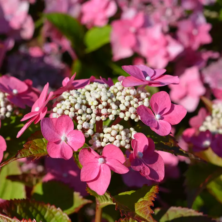 Safiirihortensia Strawberry and Cream - Koristepensaat - 45788 - 1
