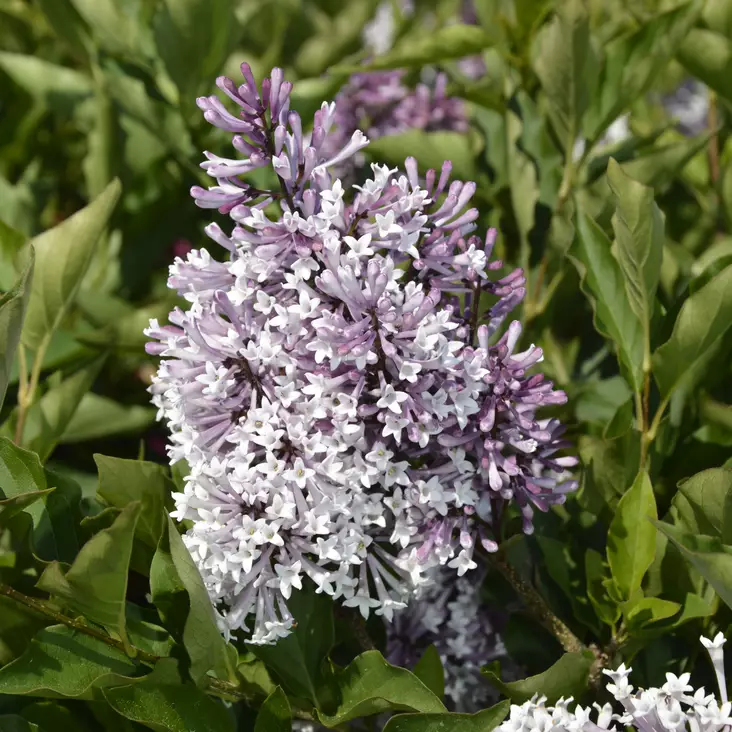 Samettisyreeni Miss Kim - Koristepensaat - 47018 - 1