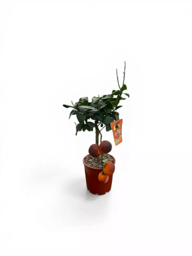 Sitrus Arcobal ø20 cm - Kesä- ja kausikukat - 200128 - 1