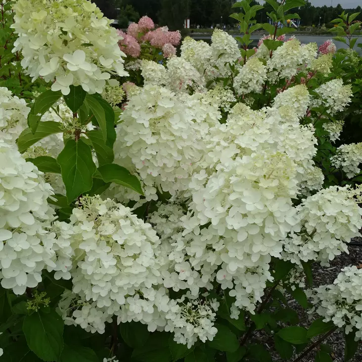 Japaninhortensia Silver Dollar - Koristepensaat - 45728 - 1