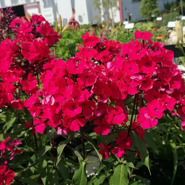 Syysleimu Starfire - Perennat - 74108 - 1