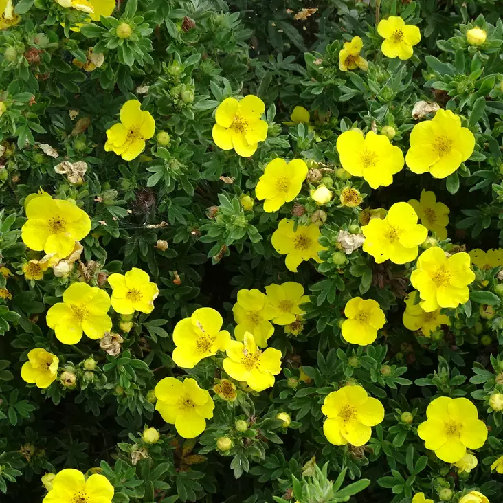 Tarhapensashanhikki Goldfinger - Koristepensaat - 46178 - 1