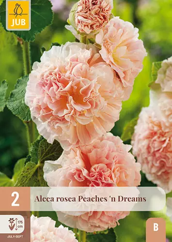 Tarhasalkoruusu Peaches 'n Dreams - Perennajuurakot - 8712438979248 - 1