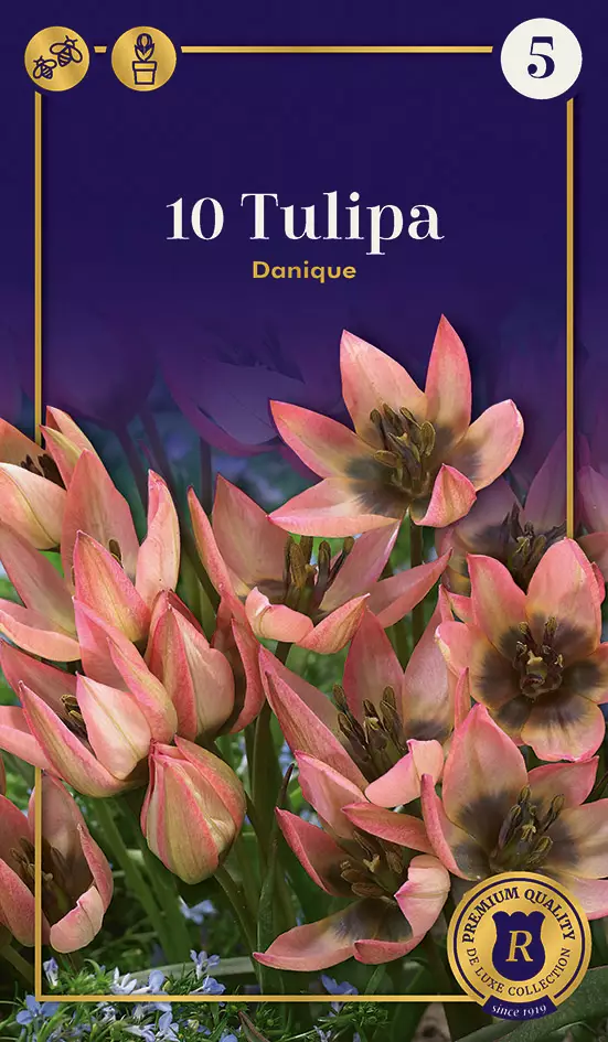 Tulppaani Danique 10 kpl/pkt - Tulppaanit - 8711148247388 - 1