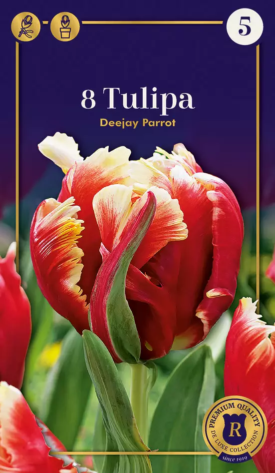 Tulppaani Deejay Parrot 6 kpl/pkt - Tulppaanit - 8711148247418 - 1
