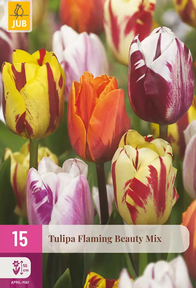 Tulppaani Flaming Beauty Mix 15kpl/pkt - Tulppaanit - 8712438541568 - 1