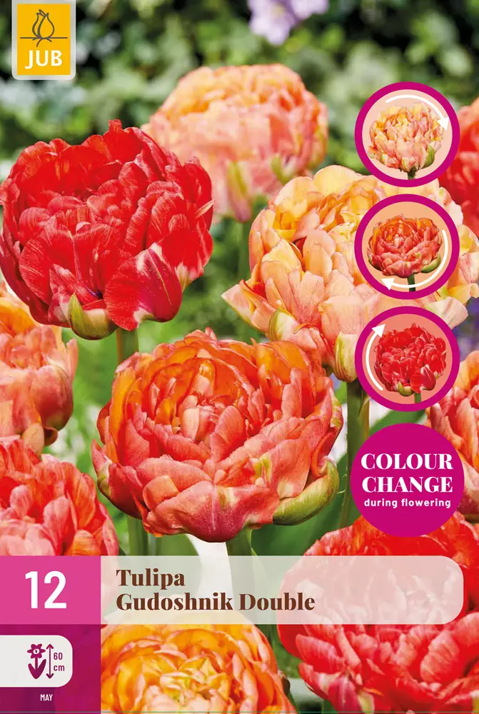 Tulppaani Gudushnik Double 12 kpl/pkt - Tulppaanit - 8712438982798 - 1