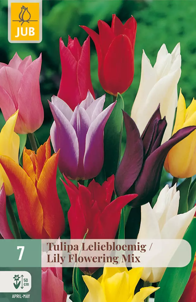 Tulppaani Lily Flowering mix 7 kpl/pkt - Tulppaanit - 8712438505508 - 1