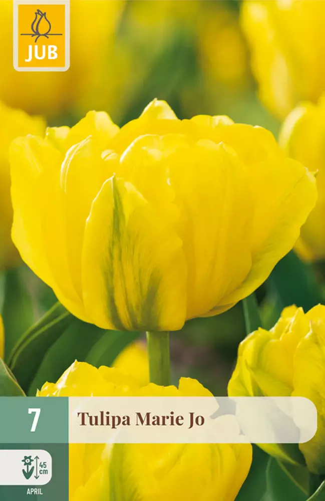 Tulppaani Mariejo 7 kpl/pkt - Tulppaanit - 8712438982408 - 1