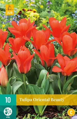 Tulppaani Oriental Beauty 7 kpl/pkt - Tulppaanit - 8712438975028 - 1