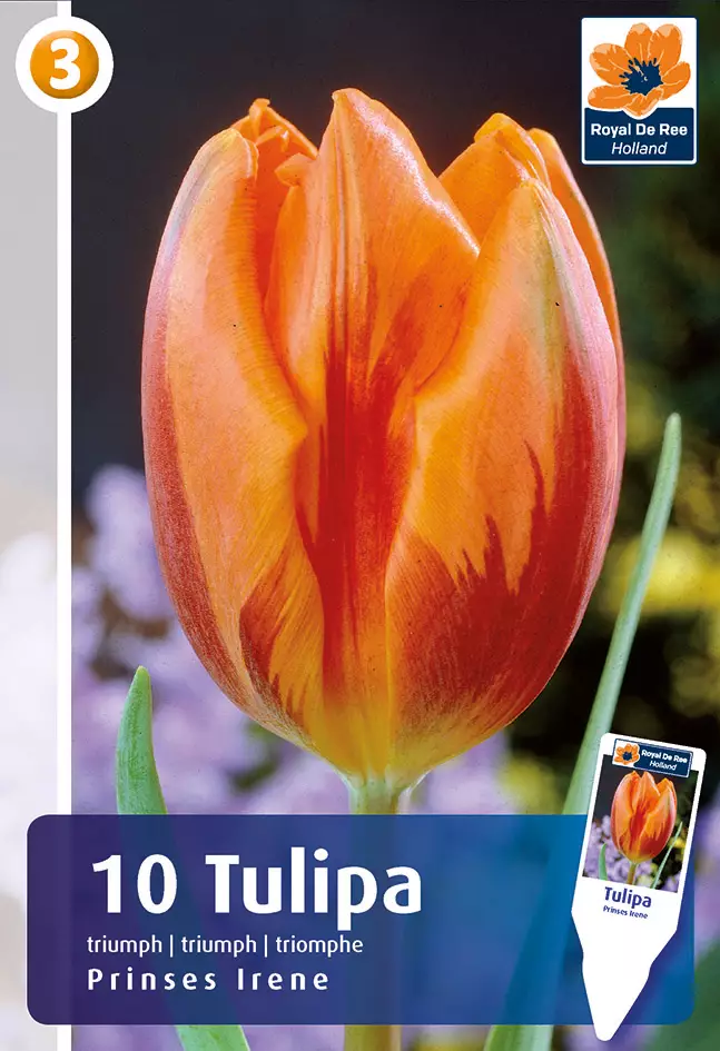 Tulppaani Princess Irene 6 kpl/pkt - Tulppaanit - 8711148313458 - 1