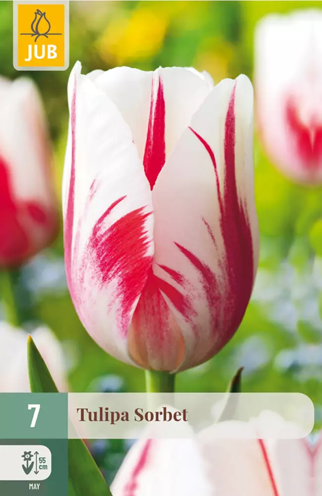 Tulppaani Sorbet 7 kpl/pkt - Tulppaanit - 8712438504808 - 1