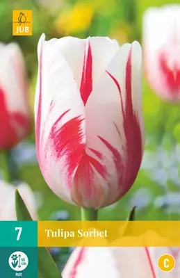Tulppaani Sorbet 7 kpl/pkt - Tulppaanit - 8712438504808 - 1