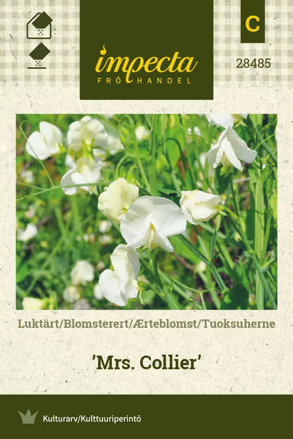Tuoksuherne Mrs. Collier - Kukkien ja koristeheinien siemenet - 7332756284858 - 0