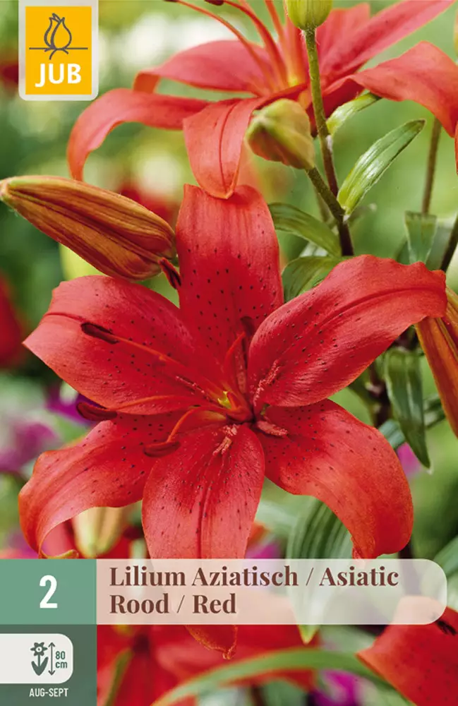 Värililja Asiatic Red 16/18 - Liljat - 8712438520808 - 1