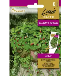Vuorimansikka Elite Attila - Vihannesten ja yrttien siemenet - 4770168913738 - 1