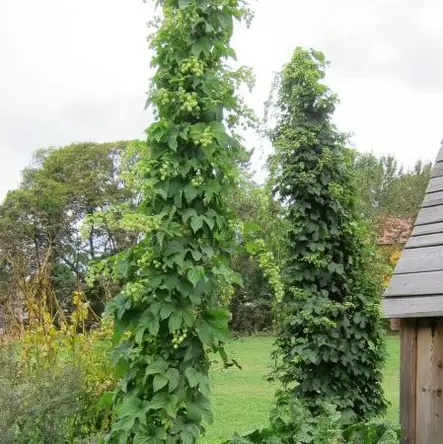 Käpyhumala Magnum - Köynnöskasvit - 5139 - 2