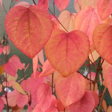 Katsura - Koristepensaat - 4529 - 2