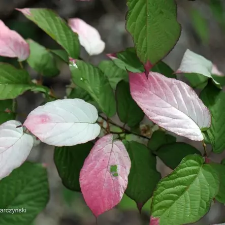 Kiinanlaikkuköynnös Adam - Köynnöskasvit - 50019 - 1