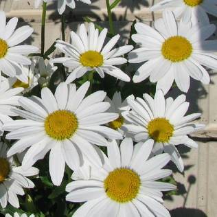 Prinsessankakkara Snow Lady - Perennat - 71369 - 1