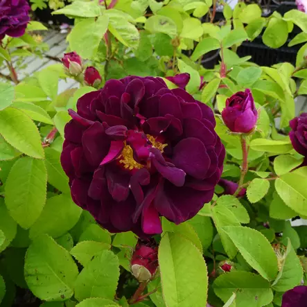 Ranskanruusu Tuscany Superb - Puistoruusut - 2499 - 2