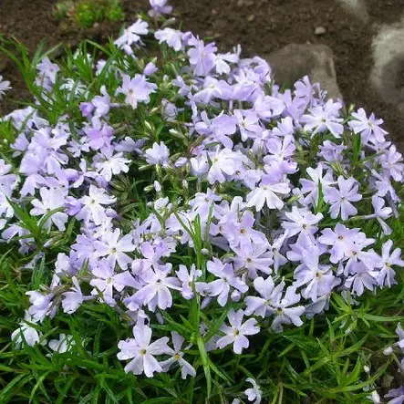 Sammalleimu Emerald Cushion Blue - Perennat - 74219 - 1