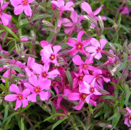 Sammalleimu Scarlet Flame - Perennat - 74209 - 1