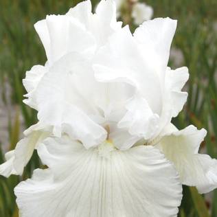 Tarhakurjenmiekka Immortality - Perennat - 72839 - 1