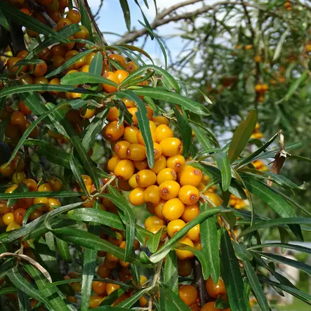 Tyrni Terhi marjova - Tyrnit - 45679 - 1