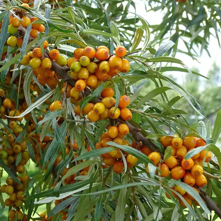 Tyrni Tytti marjova - Tyrnit - 45669 - 1