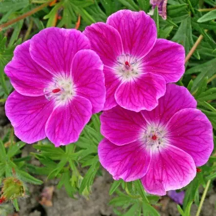 Verikurjenpolvi Elke - Perennat - 72289 - 1