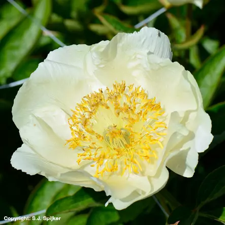 Kiinanpioni Starlight - Perennat - 74039 - 1