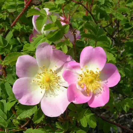 Harisoninruusu Paimio - Puistoruusut - 2659 - 1