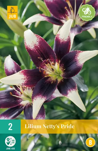Lilja Netty's Pride 2 kpl/pkt - Liljat - 8712438618789 - 3