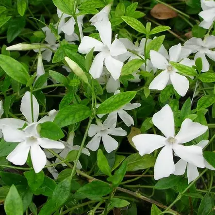 Pikkutalvio Gertrude Jekyll - Perennat - 75889 - 1