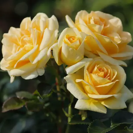 Tertturuusu Luna - Ryhmäruusut - 31279 - 1