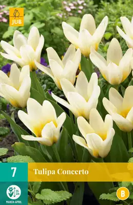 Tulppaani Concerto 7 kpl/pkt - Tulppaanit - 8712438507939 - 2