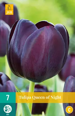 Tulppaani Queen of Night 7 kpl/pkt - Tulppaanit - 8712438504709 - 1