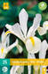 Hollanninkurjenmiekka White 25 kpl/pkt - Muut kukkasipulit - 8712438520259 - 2