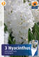 Hyasintti Carnegie 3 kpl/pkt - Muut kukkasipulit - 8711148313359 - 1