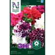 Petunia,Tarha-,Glorious F1, kerrottu - Kukkien ja koristeheinien siemenet - 7312600945449 - 1