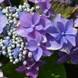 Safiirihortensia Blackberry Pie - Koristepensaat - 45789 - 2