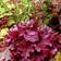 Tarhakeijunkukka Berry Smoothie - Perennat - 72559 - 1