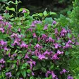 Tiukukärhö Heather Herschell - Köynnöskasvit - 52549 - 1
