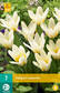 Tulppaani Concerto 7 kpl/pkt - Tulppaanit - 8712438507939 - 2