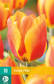 Tulppaani Flair 7 kpl/pkt -  - 8712438502309 - 1