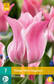 Tulppaani Miss Elegance 7kpl/pkt - Tulppaanit - 8712438982439 - 2