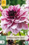 Daalia Creme De Cassis 1 kpl/pkt -  - 8712438610219 - 1