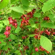 Euroopansorvarinpensas - Koristepensaat - 45539 - 1