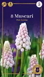 Helmililja Pink Sunrise 8 kpl/pkt - Liljat - 8711148247579 - 1